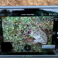 Drone Deer Recovery & Herd Analysis | Seekin' Whitetails