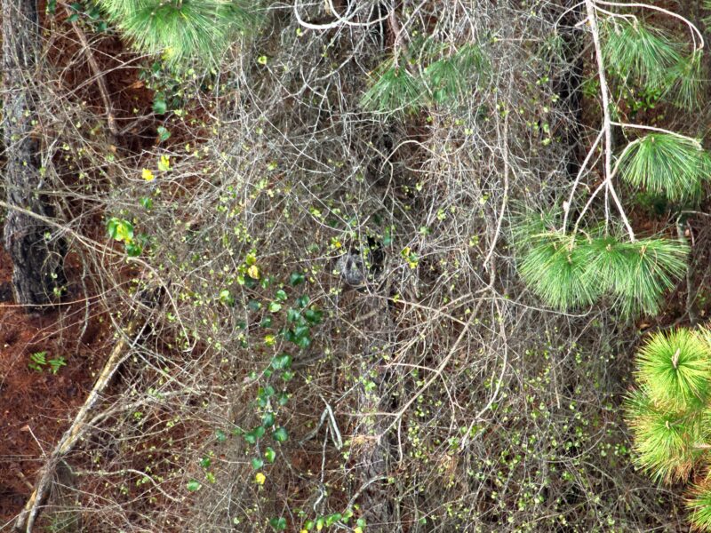 Drone Deer Recovery | South River Thermal Solutions