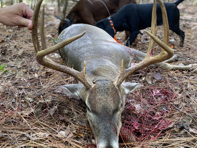 Dog Deer Recovery | Soggy Bottom Game Recovery